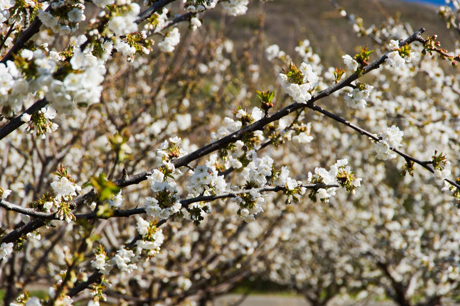 “A Flood of Cherry Blossoms”, by Miquel González Page